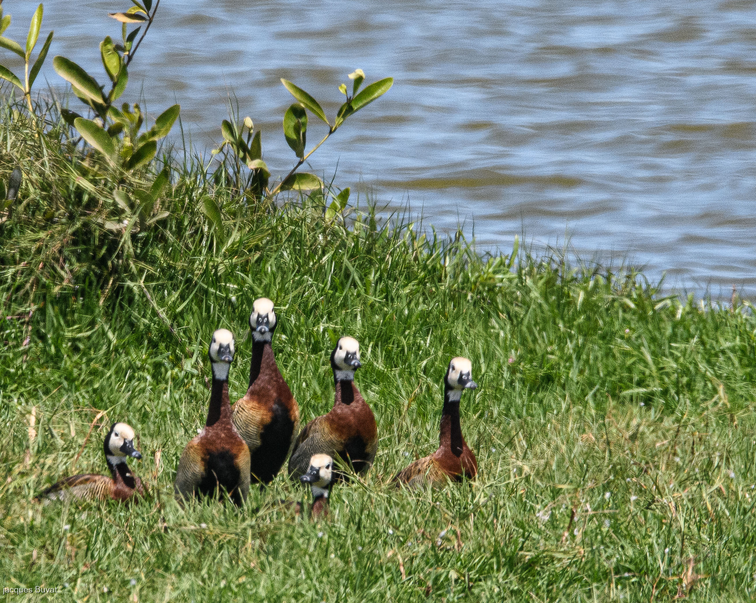 Dendrocygnes veufs adultes (White-faced whistling duck, Dendrocygna viduata), Technopole de Pikine, Dakar, Sénégal.